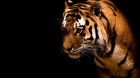 Tiger In The Dark