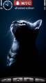 : Lonely Cat In Dark By Rehman (9.4 Kb)