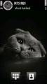 : Beautiful Kitten 1 by neda25 (9.4 Kb)