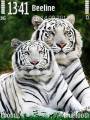 : White-Tigers (22.2 Kb)
