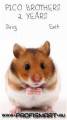 : Talking Hamster (10.9 Kb)