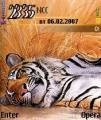: Tired Tiger (16.4 Kb)