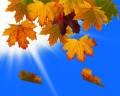 : Autumn leaves 2 (11 Kb)
