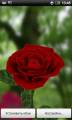 :   -  3D (3D Rose) (10.9 Kb)