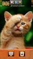 : Red kitten by Galina53 (14.6 Kb)