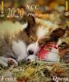 : Sleeping Doggie by Ferox (12.1 Kb)