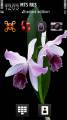 : Orchid By Kallol (13.2 Kb)