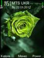 : Green Flower by Sherzaman