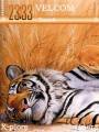 : Tiger by Invictus (28.1 Kb)