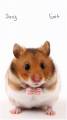 : Talking Hamster v.1.00(2) installer (7.4 Kb)