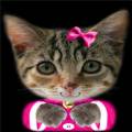 : Talking Kitty v.2.3.0.0 (17.5 Kb)