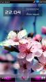 : Cherry Blossom by Kallol v5 (14.8 Kb)