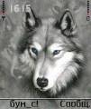 : Wolf_Lonely_2008_by alterego
