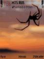 : Spider by Gnokkia (11.7 Kb)