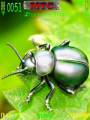 : Green Bug by Slash201 (18.8 Kb)