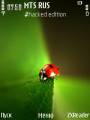 : Ladybug by Pizero