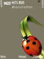 : Ladybird by Boy 007 (10.7 Kb)