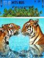 : Okean & Tigry
