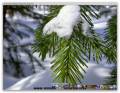 : New Year's, Winter Wallpaper from forsee2