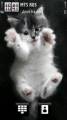 : FUNNY CUTE CAT BY ADNAN (10.6 Kb)