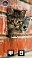 : Kittens by dimitar (16.9 Kb)
