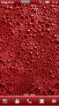 : Soapy Red belle (28.2 Kb)