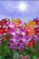 :  Android OS - Orchids Live Wallpaper 1.01 (16.2 Kb)