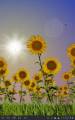 : Sunflowers Live Wallpaper 1.02