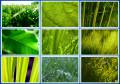 : ,  - Green Nature HD Wallpapers 1 (14.8 Kb)