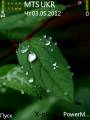 : Leaf drops by Sherzaman (15 Kb)