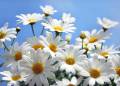 : Kimi Moss - meadow of daisies