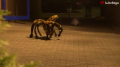 : - / Mutant Giant Spider Dog (SA Wardega)