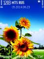 : Sunflower@Trewoga. (25.8 Kb)