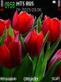 : Red Tulips@Trewoga. (20.5 Kb)