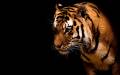 : Tiger in the dark (7.3 Kb)