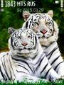 : White Tigers@Trewoga.
