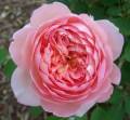 : Nobuo Uematsu - Roses of May