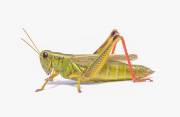 : ,  - Grasshopper (13 Kb)