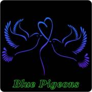 : Blue Pigeons