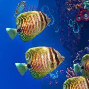 : Ocean Aquarium 1.1 FULL